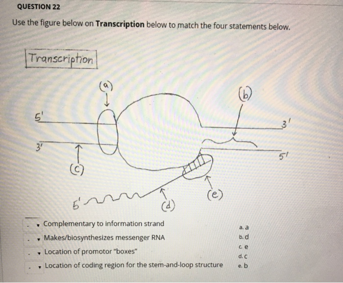 Solved QUESTION 22 Use the figure below on Transcription | Chegg.com