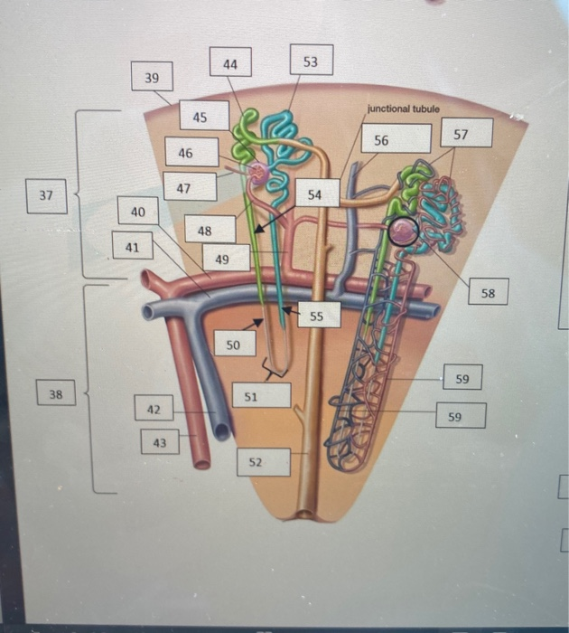 Solved 44 53 39 Junctional Tubule 45 56 57 46 47 37 54 40 48 Chegg Com