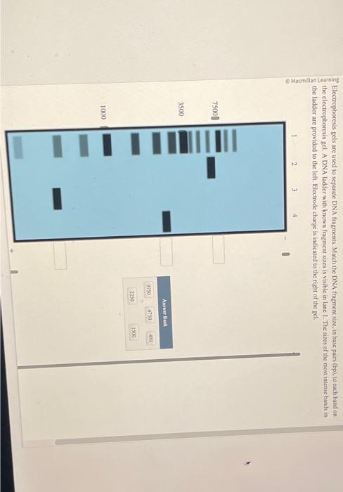 Electrophoresis gels are used to separate DNA fragments. Match the DNA fragmeet size, in bsse pairs (bp); to each band on the