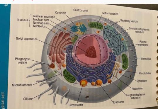 Solved using the figure below, identify the cellular | Chegg.com