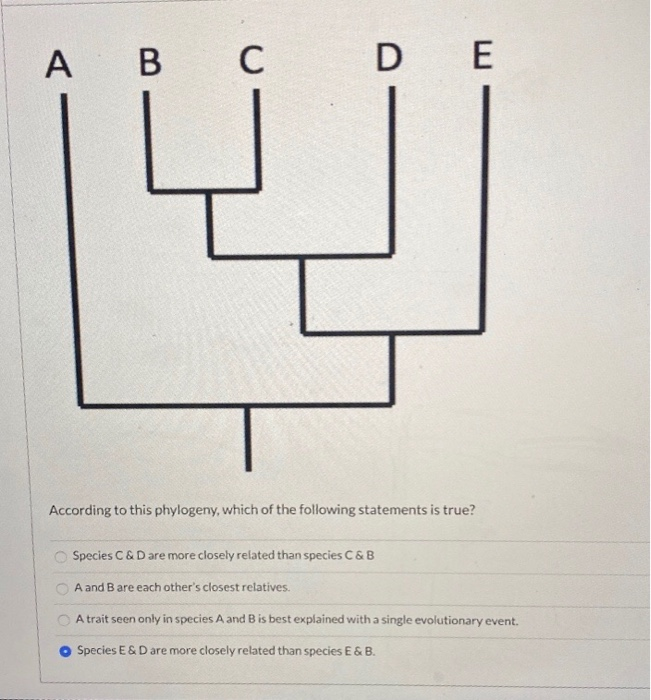 Solved A B C D E According To This Phylogeny, Which Of The | Chegg.com