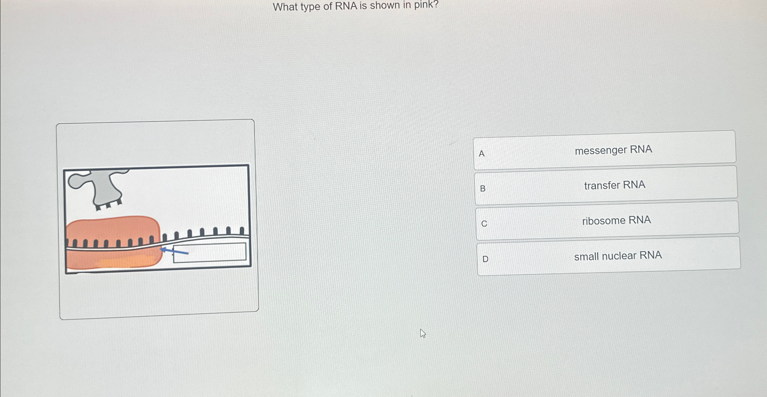 Solved What type of RNA is shown in pink?A messenger RNAB | Chegg.com