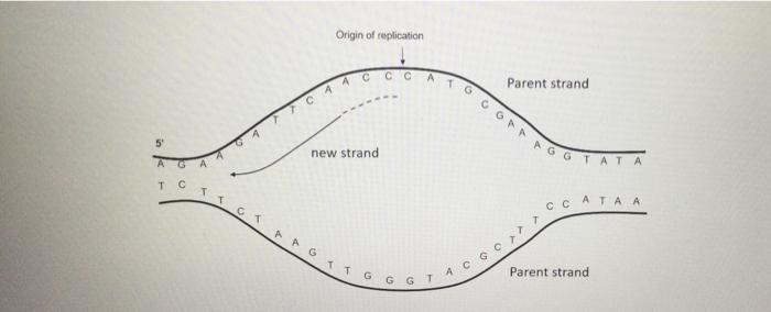 Solved Origin of replication и с Parent strand C4 5 new | Chegg.com