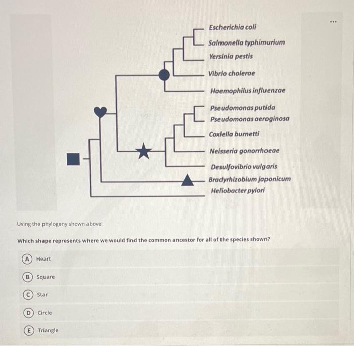 Solved Using The Phylogeny Shown Above; Which Shape | Chegg.com