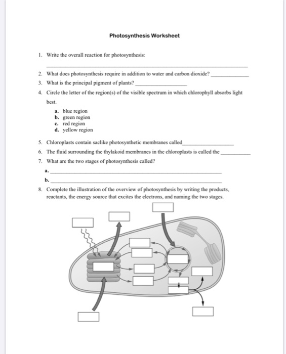 rates of photosynthesis worksheet answers