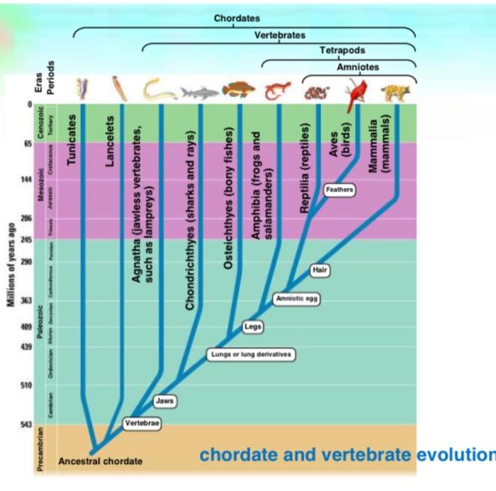 Solved  at the evolutionary tree on slide 4. a. 