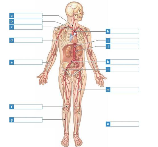 Solved Label The Major Arteries In The Diagram At Right Chegg Com