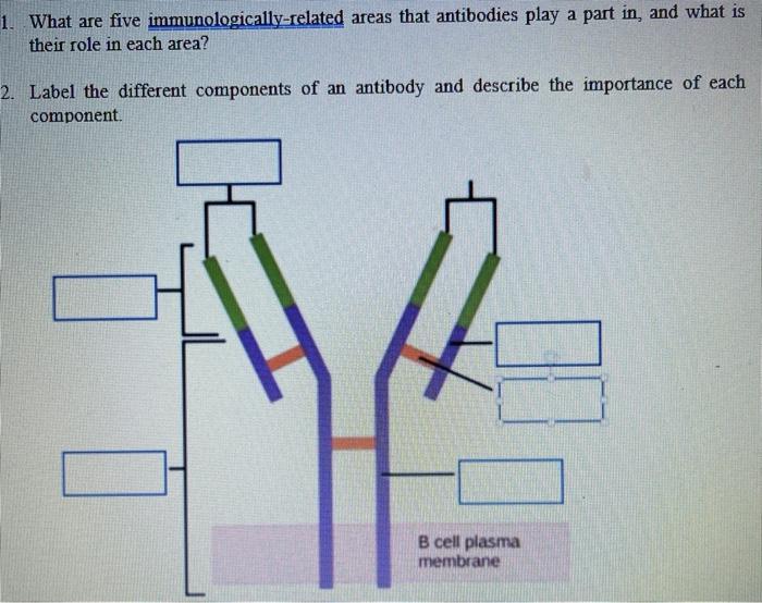 Solved 1. what are five immunologically-related areas that | Chegg.com