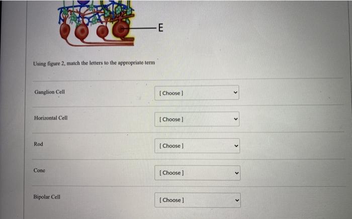 Solved Figure 2 A B F •C С D -E Using figure 2 match the | Chegg.com