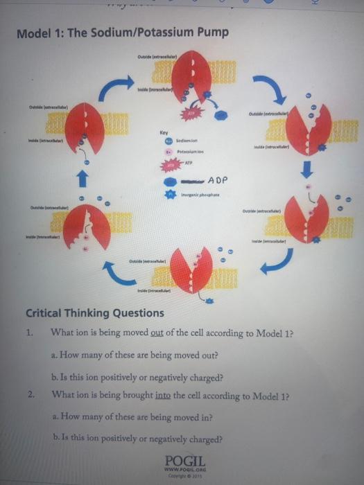 Model 1 The Sodium Potassium Pump Over Key Atp Adp Chegg 