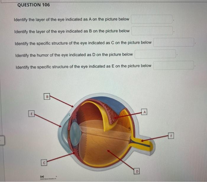 Identify the layer of the eye indicated as A on the picture below
Identify the layer of the eye indicated as \( \mathrm{B} \)