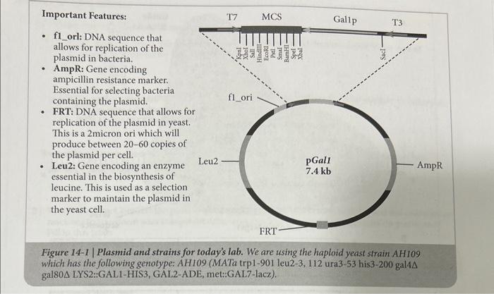 Solved 1) Vector cloning: Examine the map of pGall again. a | Chegg.com