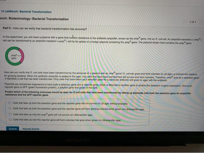 Solved 12 LabBench Bacterial Transformation ench
