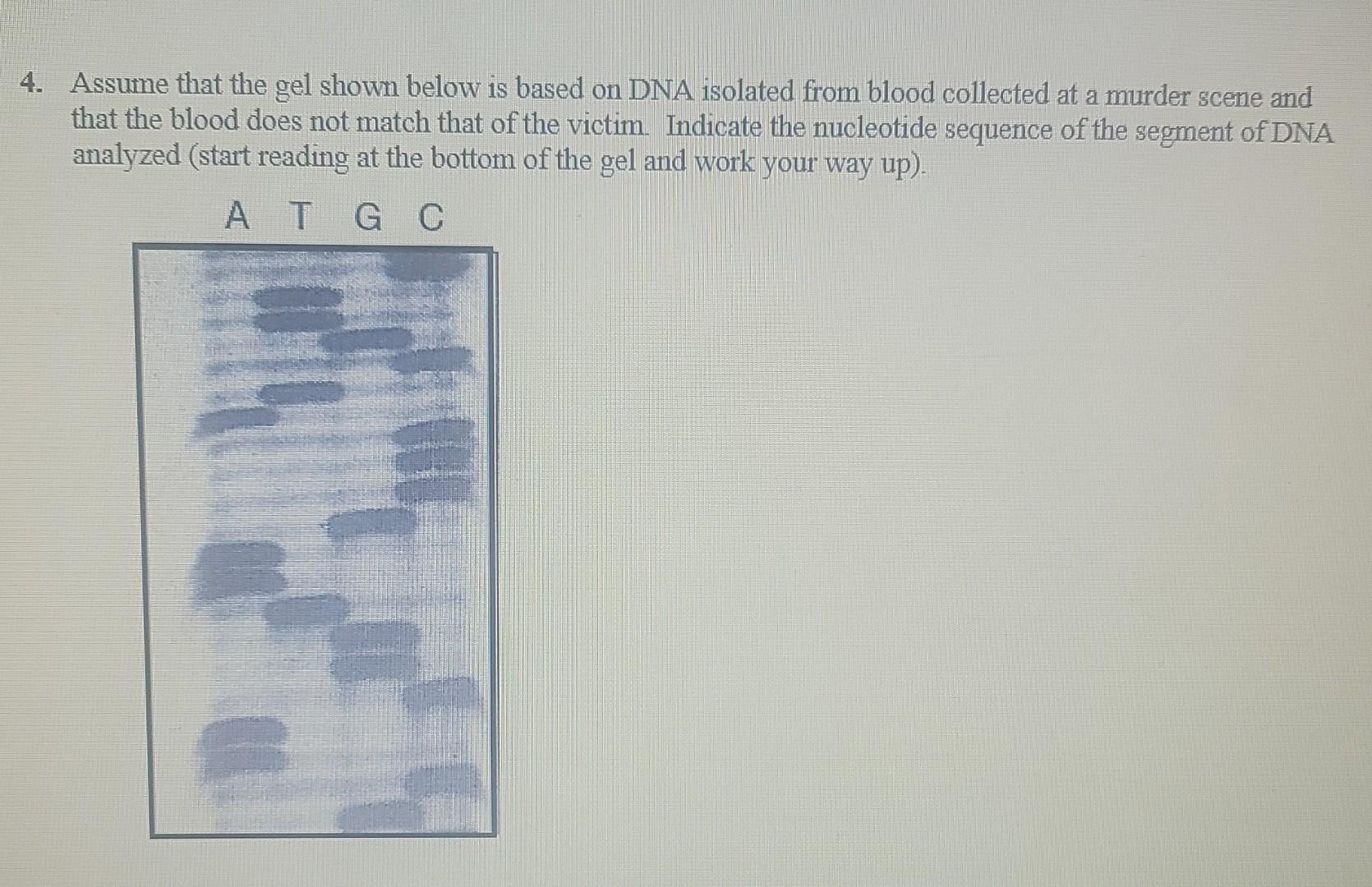 Solved 4. Assume that the gel shown below is based on DNA | Chegg.com