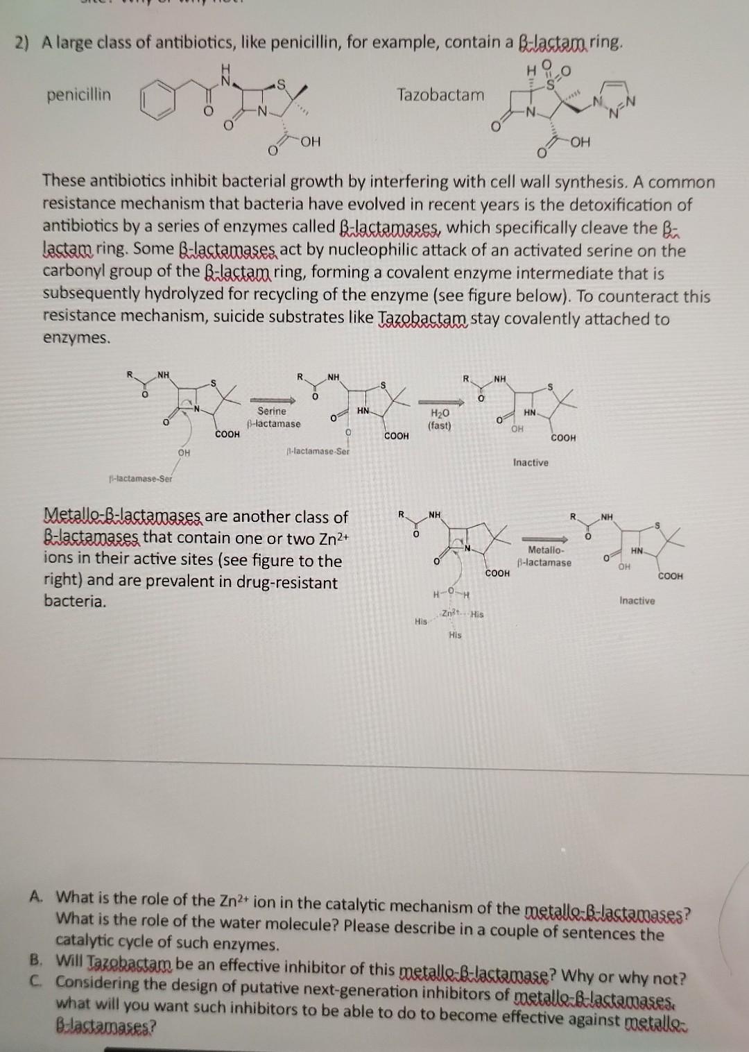 2) A large class of antibiotics, like penicillin, for example, contain a B-lactam ring.
penicillin
These antibiotics inhibit