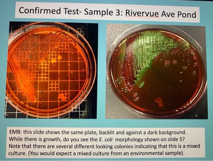 2. Observe the EMB plates for colonies that have the | Chegg.com