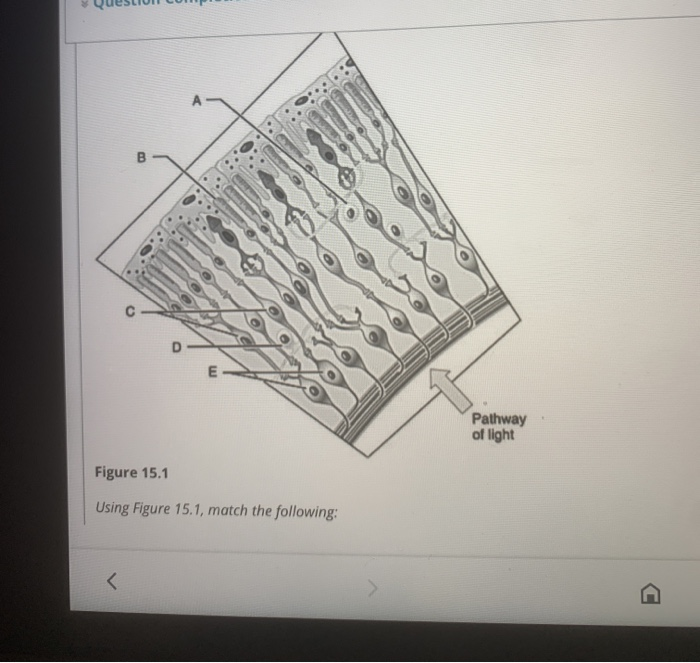 E Pathway of light Figure 15.1 Using Figure 15.1, | Chegg.com