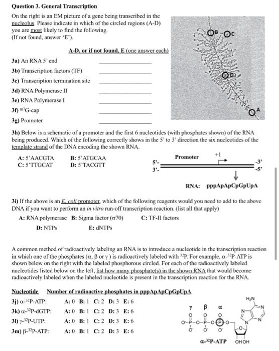 Question 3. General Transcription On the right is an | Chegg.com