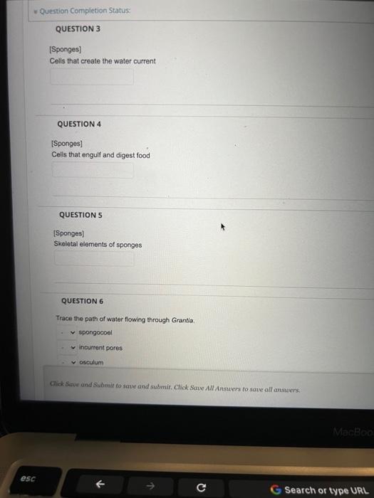 Solved Question Completion Status QUESTION 3 [Sponges)