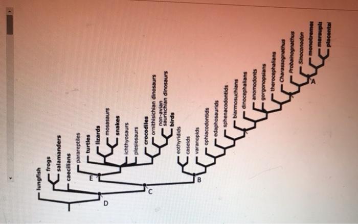 Solved The tree below shows the relationship between | Chegg.com