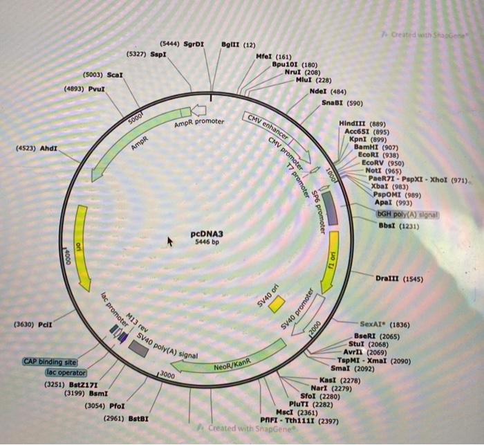 Solved For each plasmid (shown in the 3 images), list the | Chegg.com