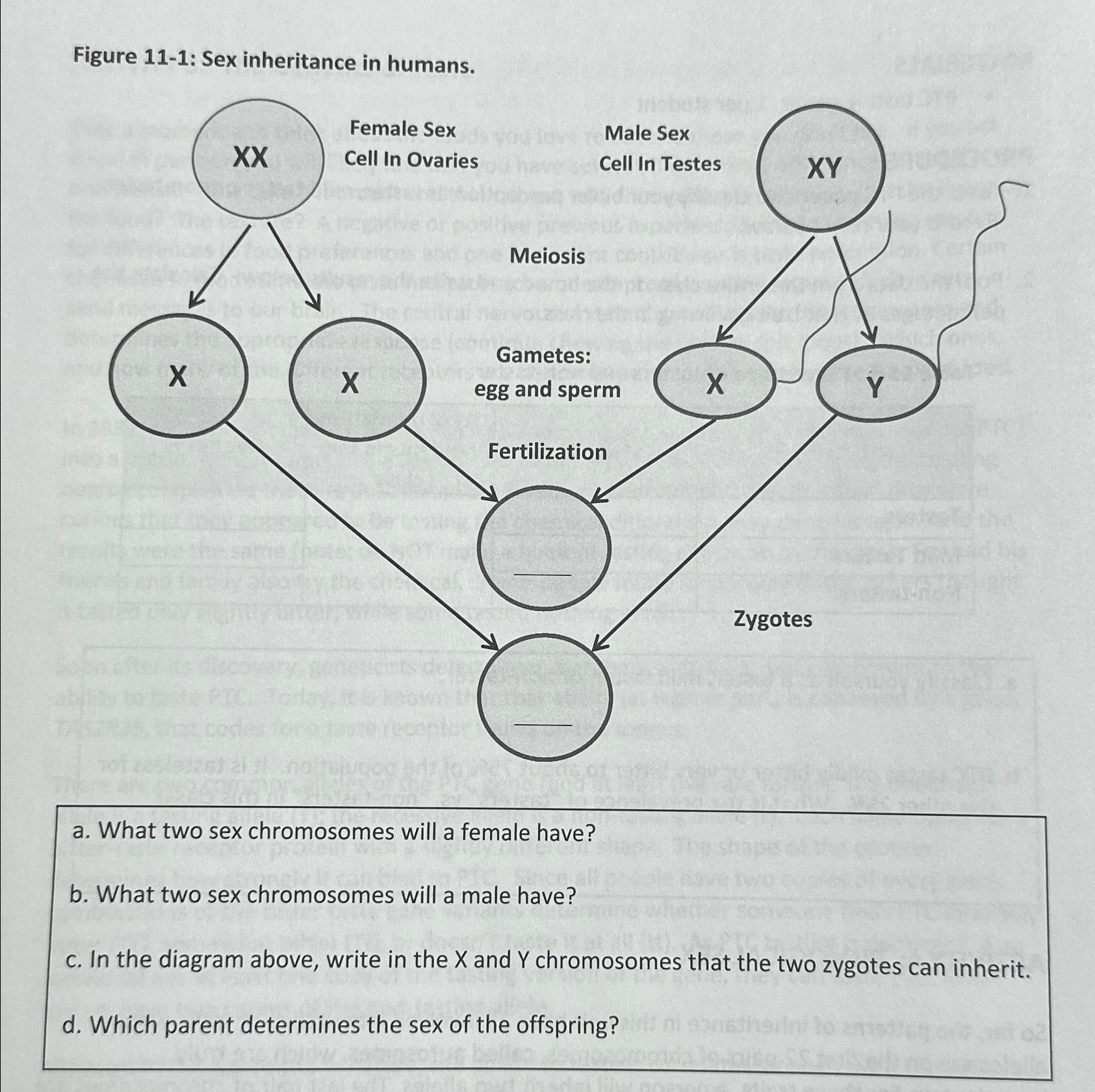 Solved Figure 11-1: Sex inheritance in humans.a. ﻿What two | Chegg.com