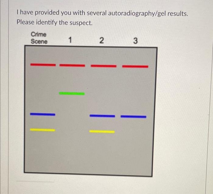 Solved I have provided you with several autoradiography/gel