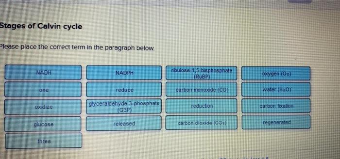 stages-of-calvin-cycle-please-place-the-correct-term-chegg