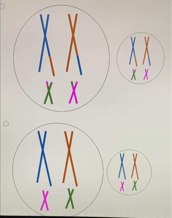 Solved The diagram below represents a cell going through | Chegg.com