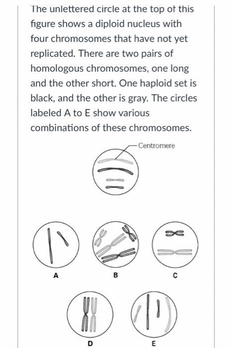 Solved The unlettered circle at the top of this figure shows | Chegg.com