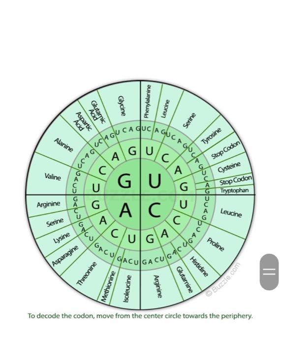 Solved Use your codon chart to determine the amino acid