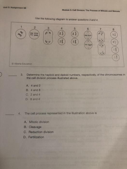 Solved Module : Cell Division: The Process of Mitosis and | Chegg.com
