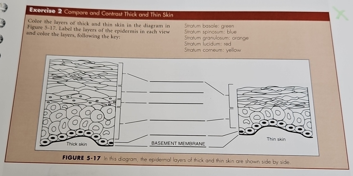 Solved Exercise 2 ﻿Compare and Contrast Thick and Thin | Chegg.com