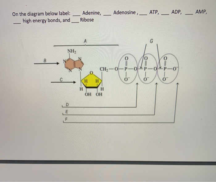 Solved Adenosine Atp Adp Amp On The Diag Chegg Com