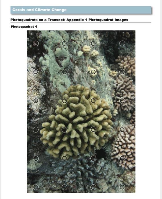 Photoquadrats on a Transect: Student Guide When | Chegg.com