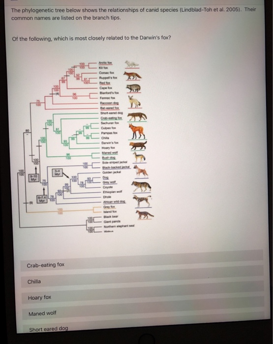 Solved The phylogenetic tree below shows the relationships | Chegg.com