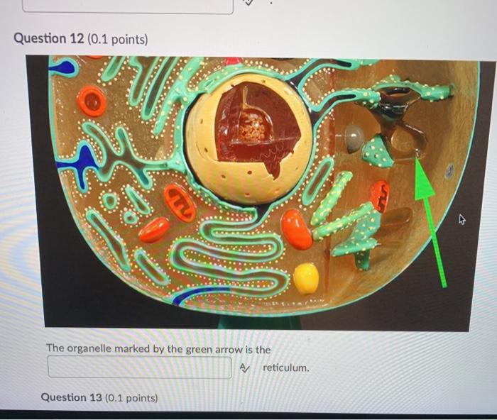 Solved Question 2 (0.1 points) The red blood cell on the | Chegg.com