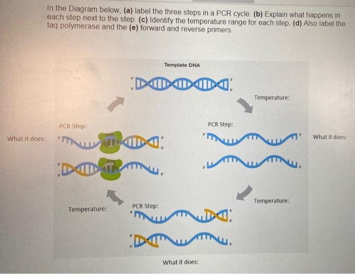 Solved In the Diagram below, (a) label the three steps in a | Chegg.com