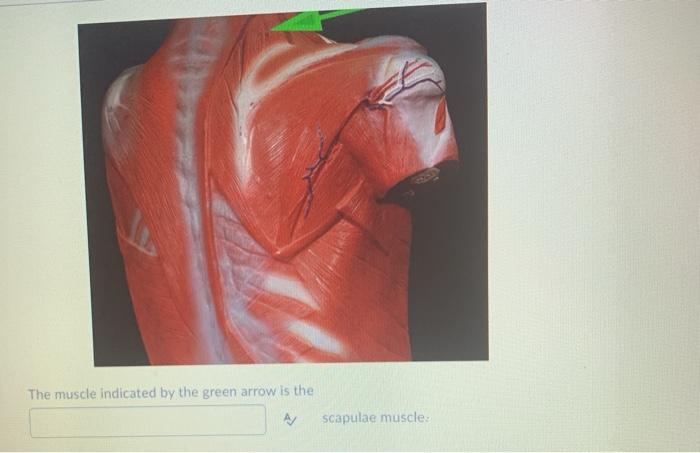 The muscle indicated by the green arrow is the scapulae muscle: