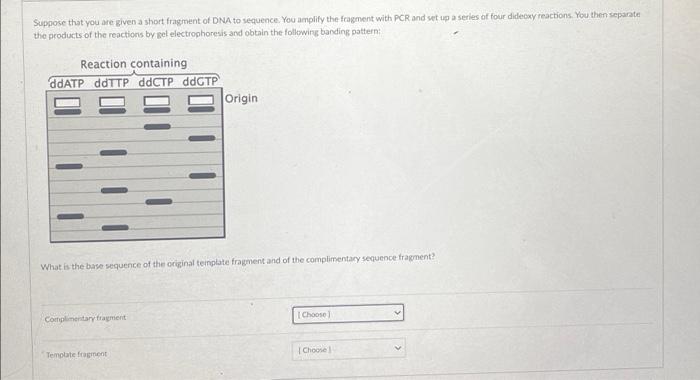 Solved Suppose that you are given a short fragment of DNA to | Chegg.com