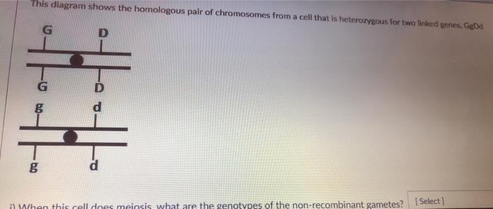 Solved This diagram shows the homologous pair of chromosomes | Chegg.com