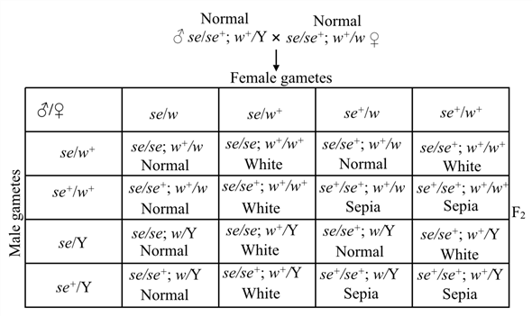 Solved: Chapter 4 Problem 29PDQ Solution | Masteringgenetics ...