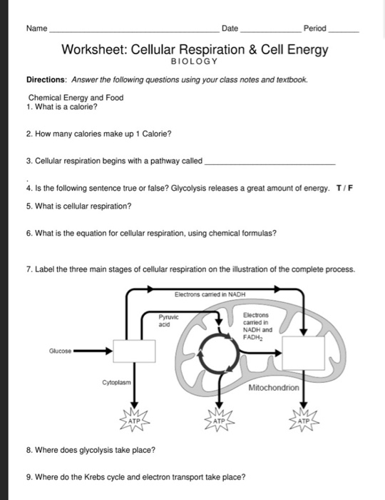 Solved Name Date Period Worksheet: Cellular Respiration & | Chegg.com