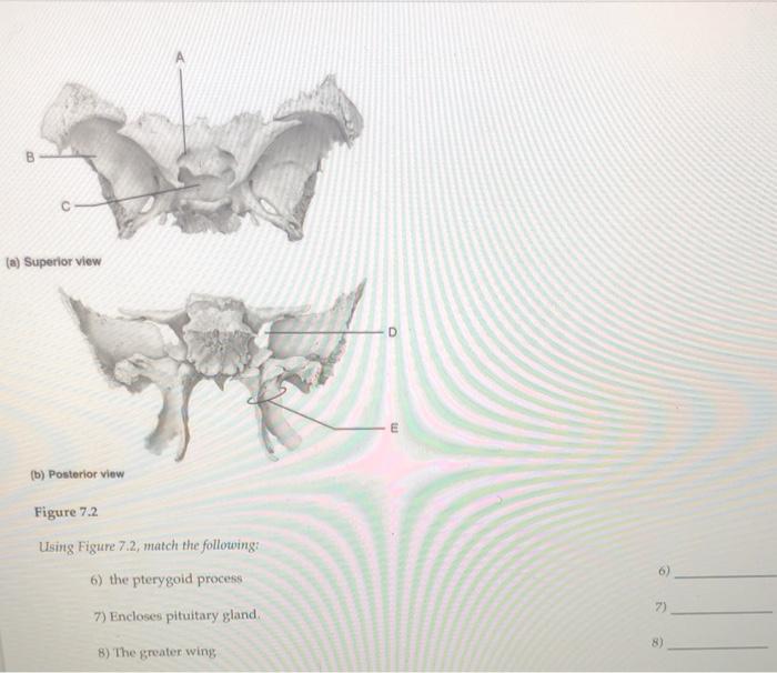 Solved (a) Superior view D E (b) Posterior view Figure 7.2 | Chegg.com