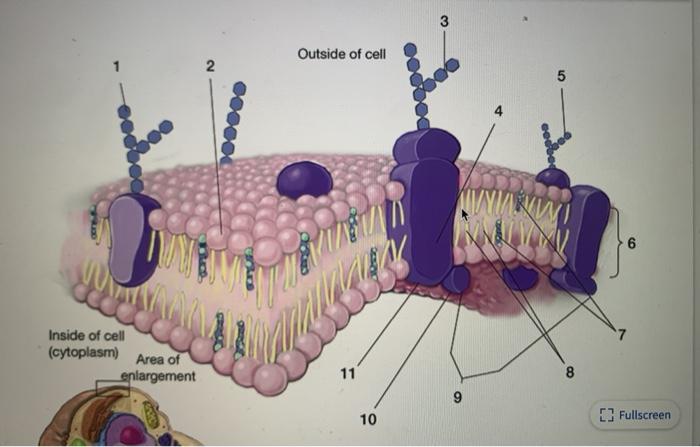 Solved 3 Outside of cell 2 5 6 co Inside of cell (cytoplasm) | Chegg.com