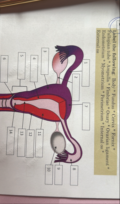Solved Label the following: Body * ﻿Fundus * ﻿Cervix * | Chegg.com