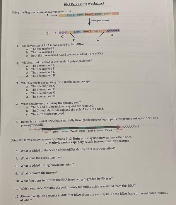 Solved RNA Processing Worksheet Using the diagram below, | Chegg.com
