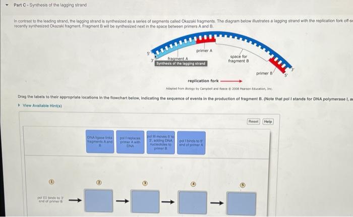 solved-in-contrast-to-the-leading-strand-the-lagging-strand-chegg