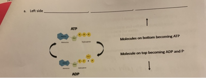 Solved 7. In the figure, write the three appropriate labels | Chegg.com