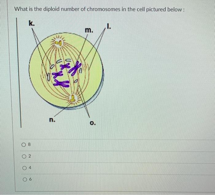 Solved What is the diploid number of chromosomes in the cell | Chegg.com